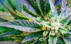 Medical Marijuana Dispensaries