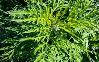 Close up of ragweed, the primary cause of fall allergies.