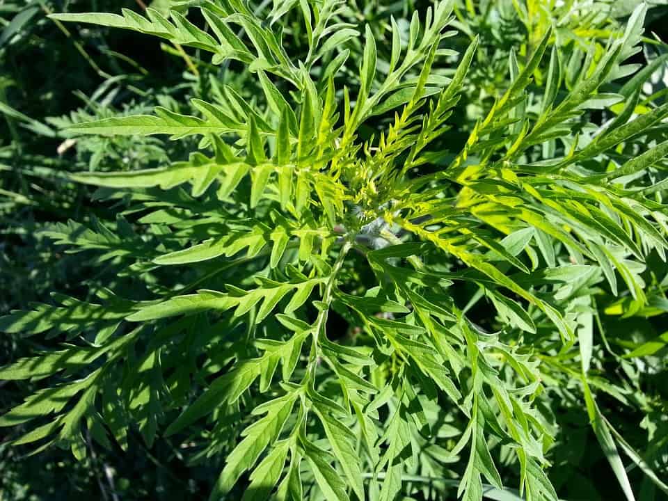 Close up of ragweed, the primary cause of fall allergies.