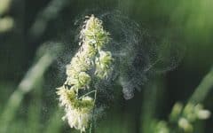 Plant shedding pollen. Plants like this can cause severe pollen allergy symptoms