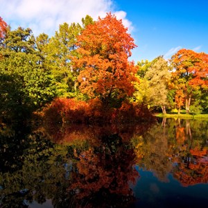 Fall Allergies