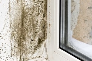 Household mold