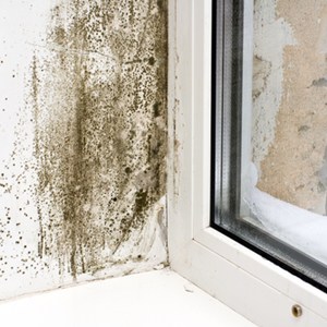 Household mold