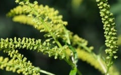 up-close image of pollen.