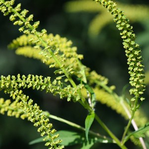 up-close image of pollen.